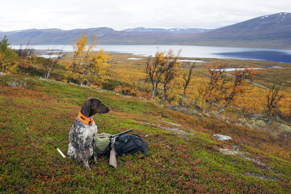Hund på jakt